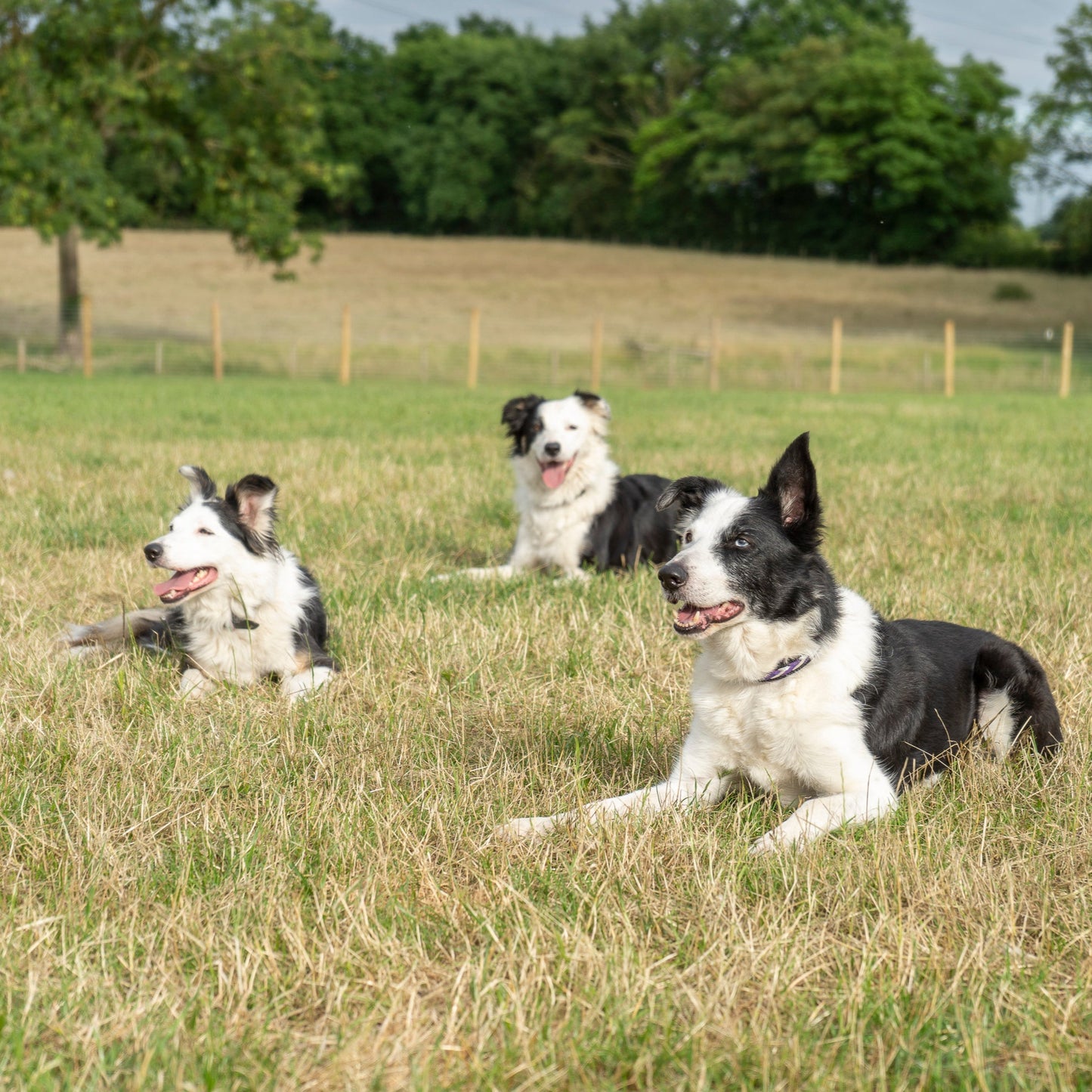 Tuppenhurst Farm Dog Field Booking