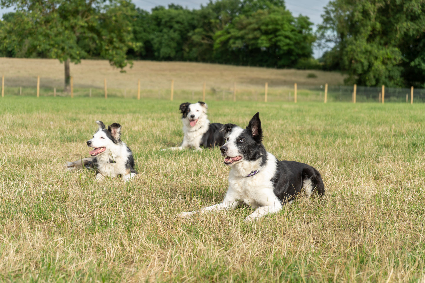Tuppenhurst Farm Dog Field Booking