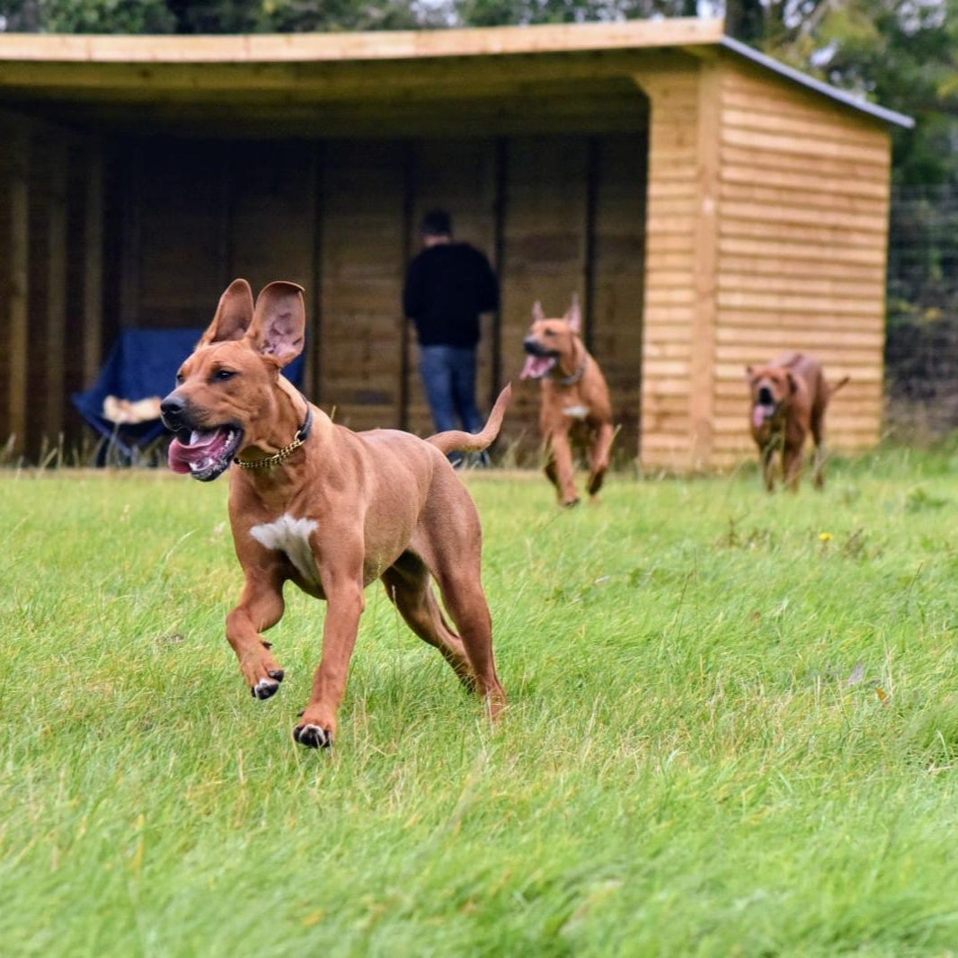 Tuppenhurst Farm Dog Field Booking
